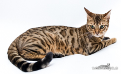 braun rosetted Bengal